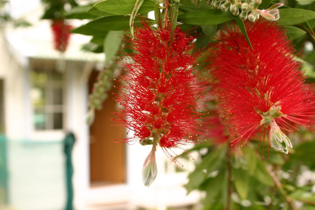 Bluff Hill Bed & Breakfast Napier Ngoại thất bức ảnh